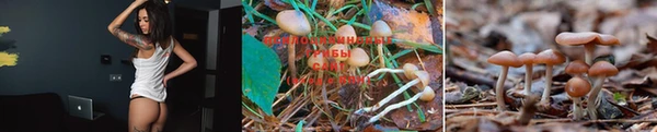 ПСИЛОЦИБИНОВЫЕ ГРИБЫ Бронницы